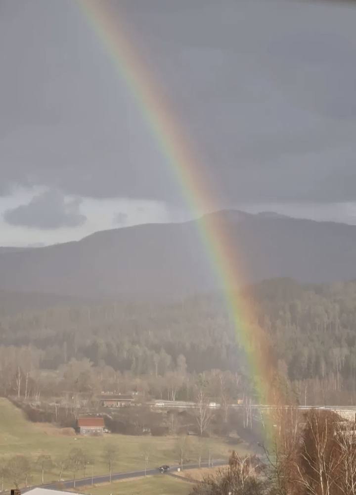 Regenbogen über dem Wald