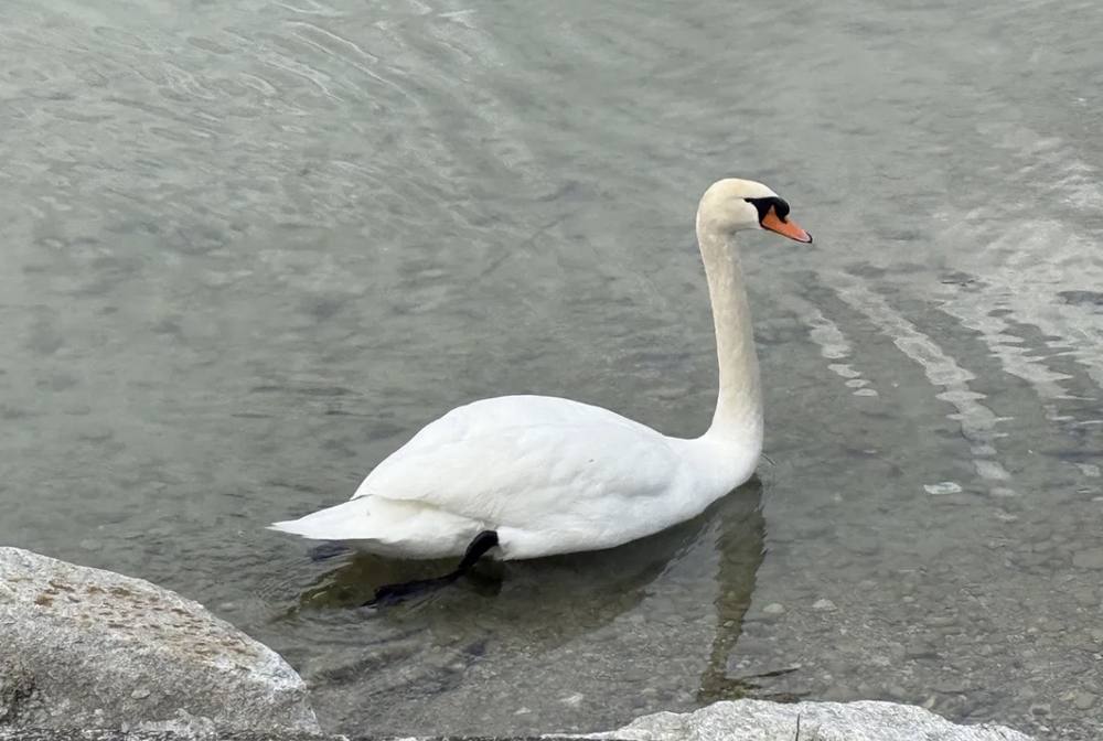 Schwan am Ufer
